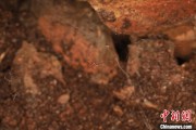 澳门江西发现蜘蛛新物种 为研究呵叻蛛属适应区域提供依据